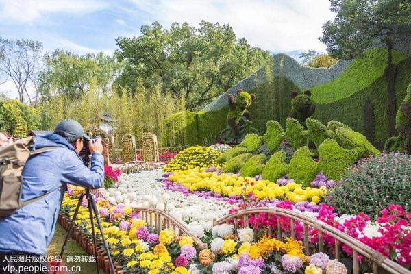 2019年11月6日，上海共青森林公园，市民游客正在参观第十三届中国菊花展览会。